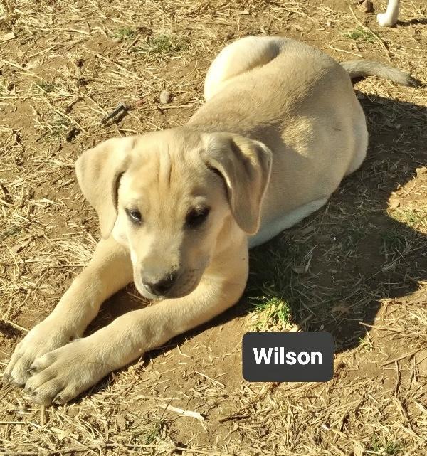 Wilson