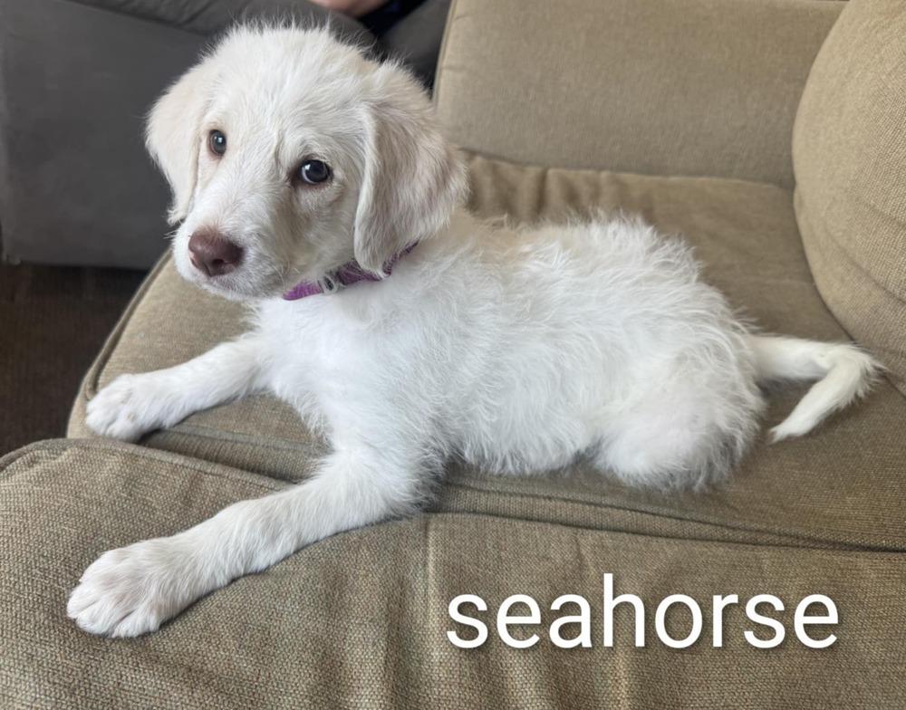 Seahorse