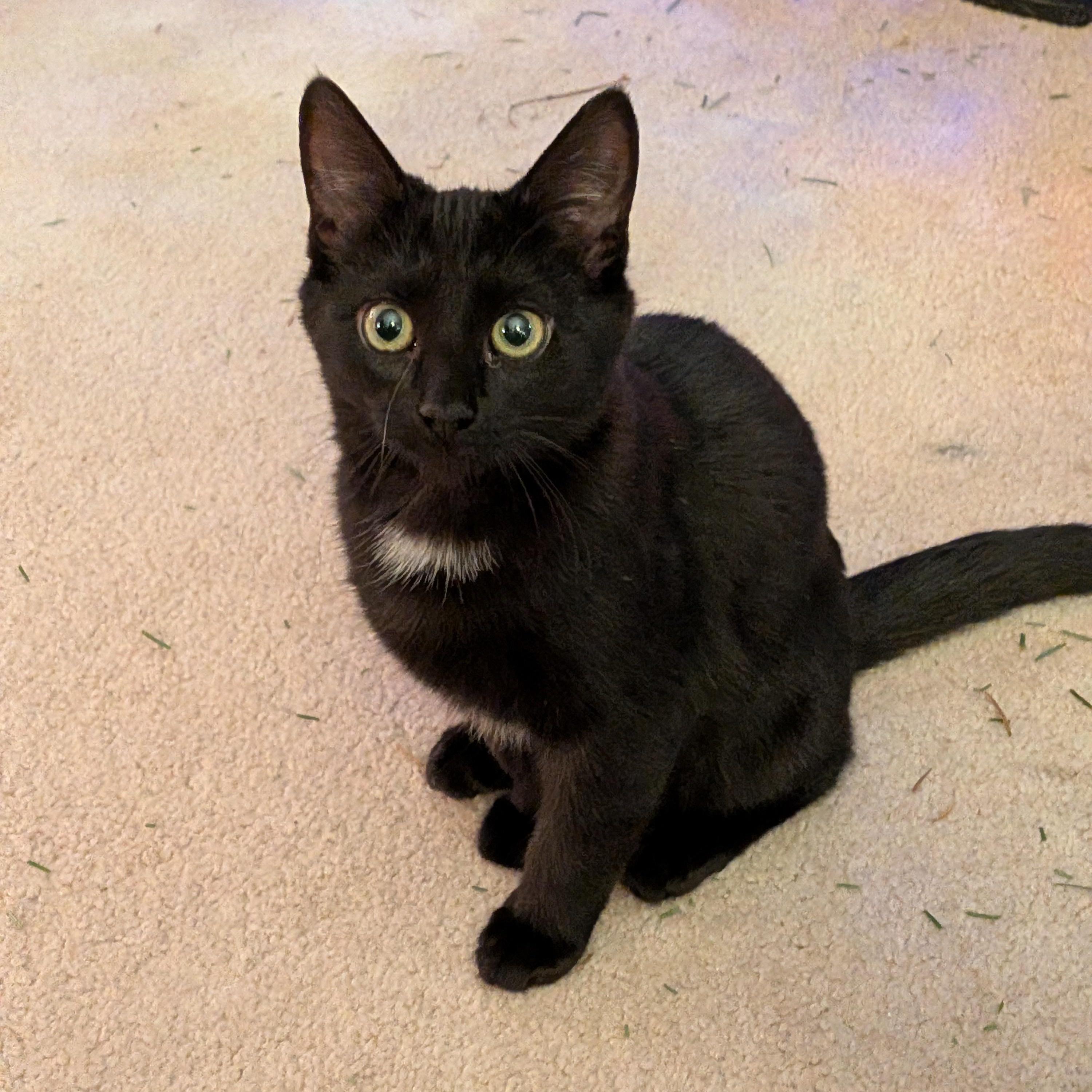 Stone Cold Steve Pawstin