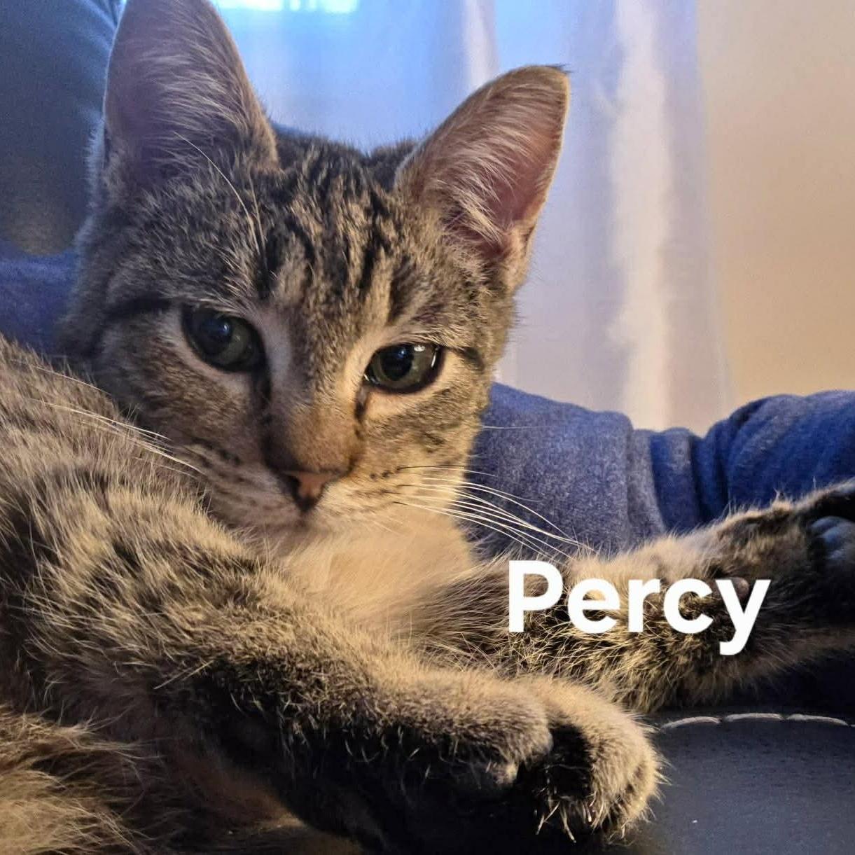 Percy