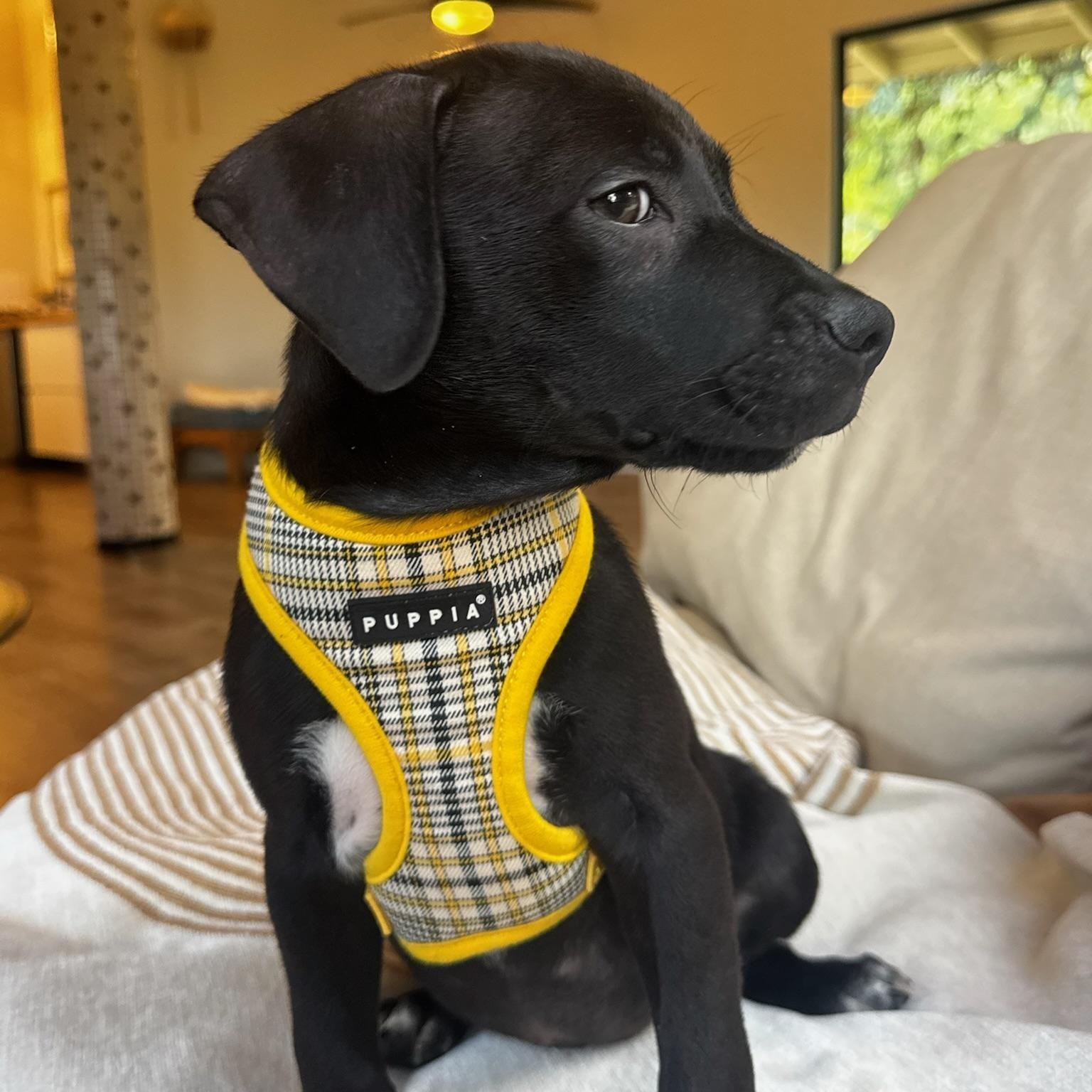 Super Cooper The Side