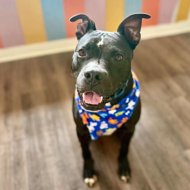 Baylor Banjo Morning Coffee