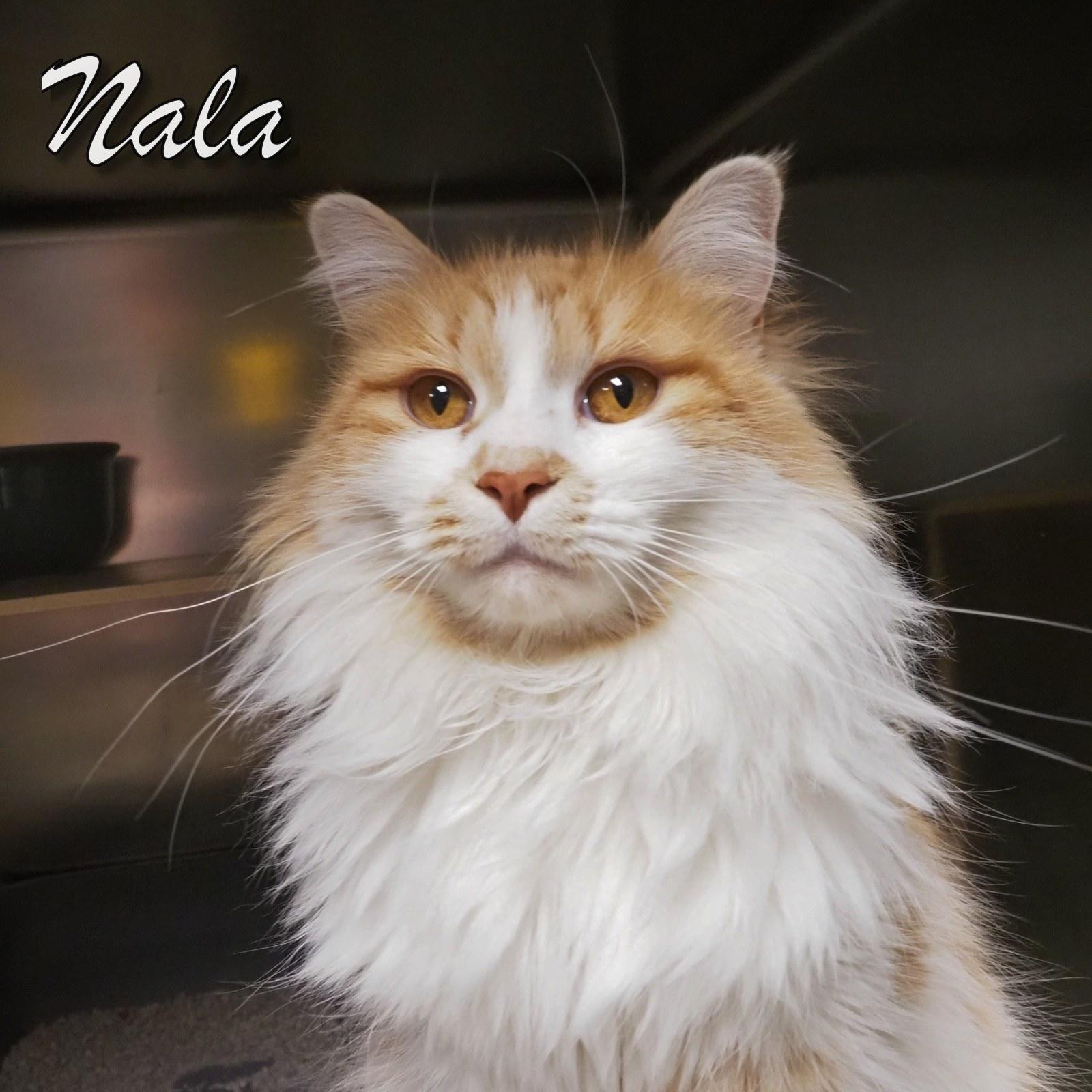 Nala