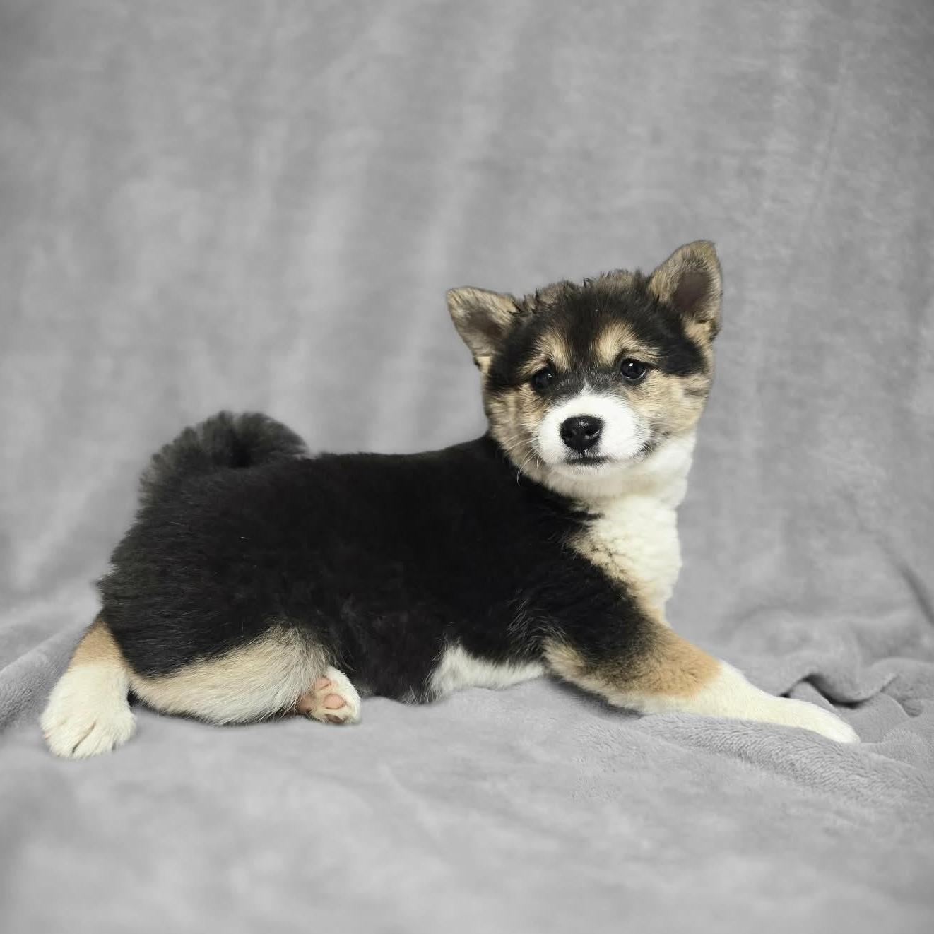 Miso Taking Applications