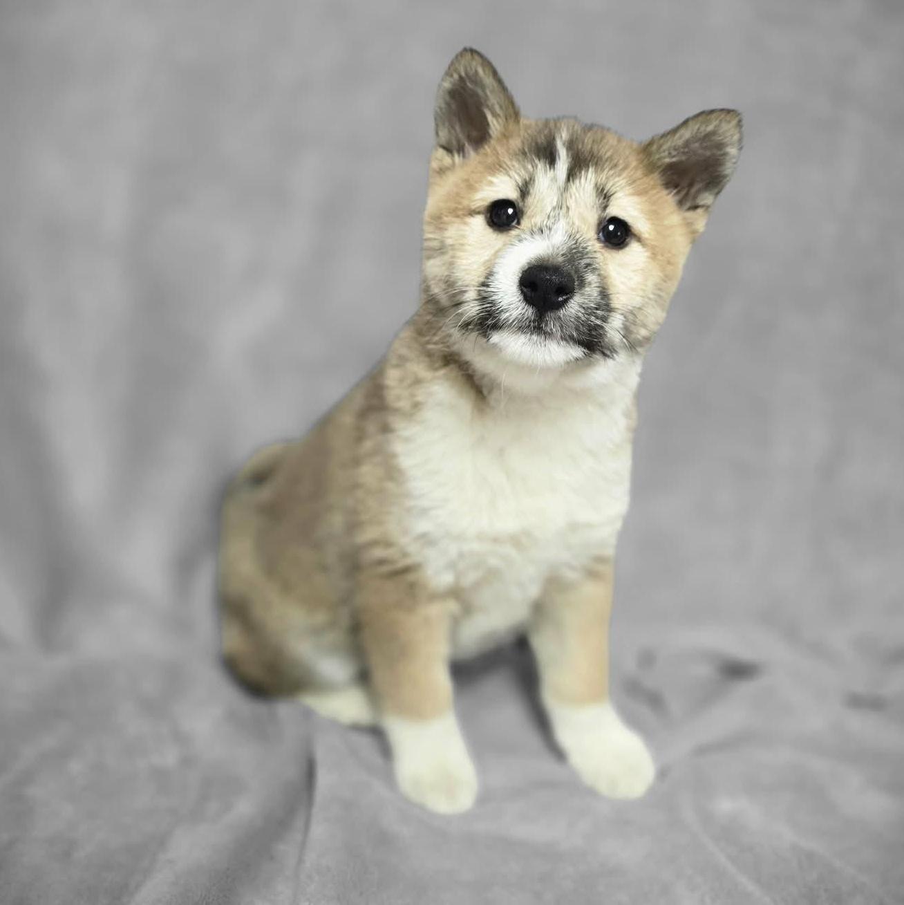 Mochi Taking Applications