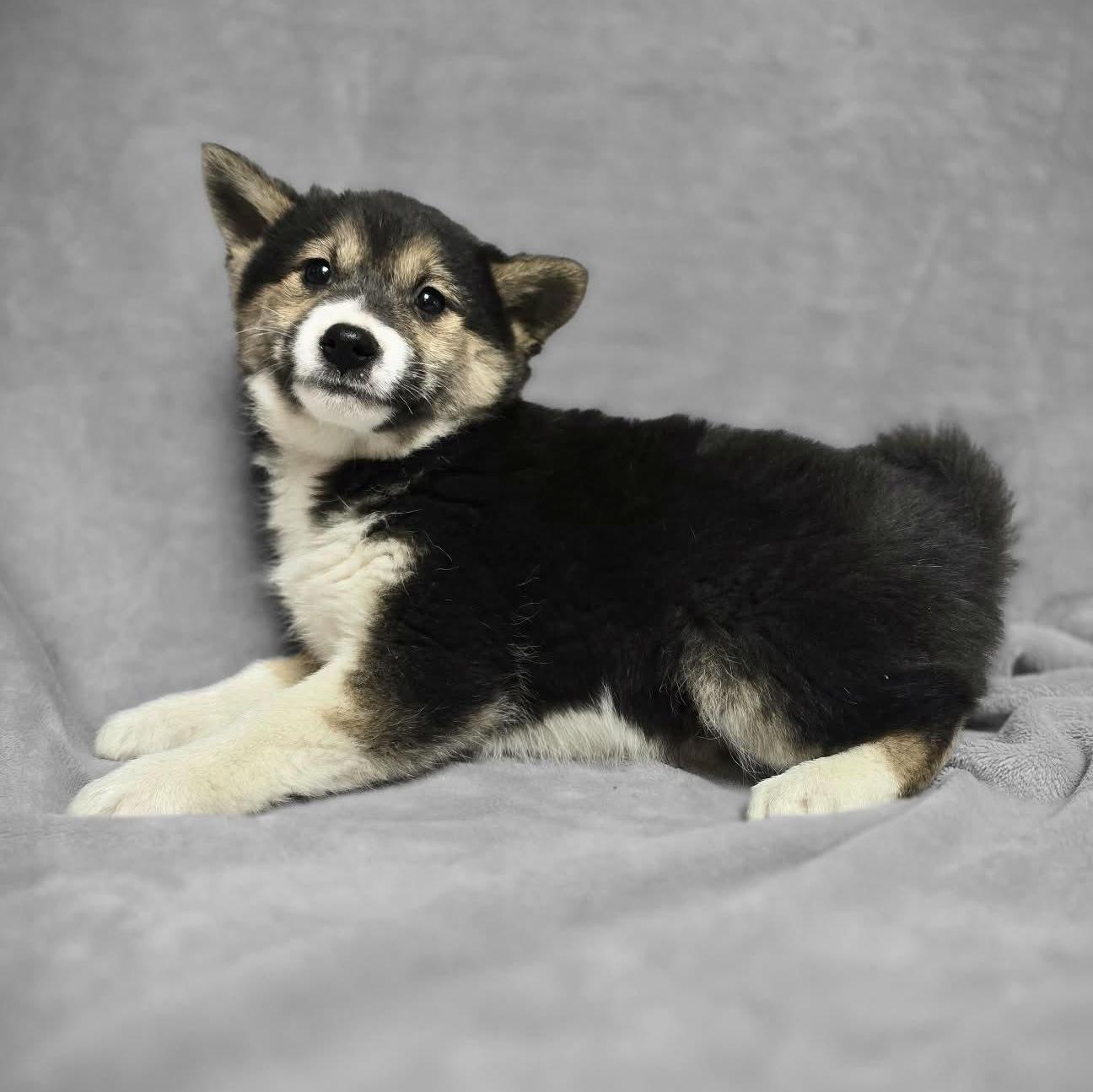 Nori Taking Applications