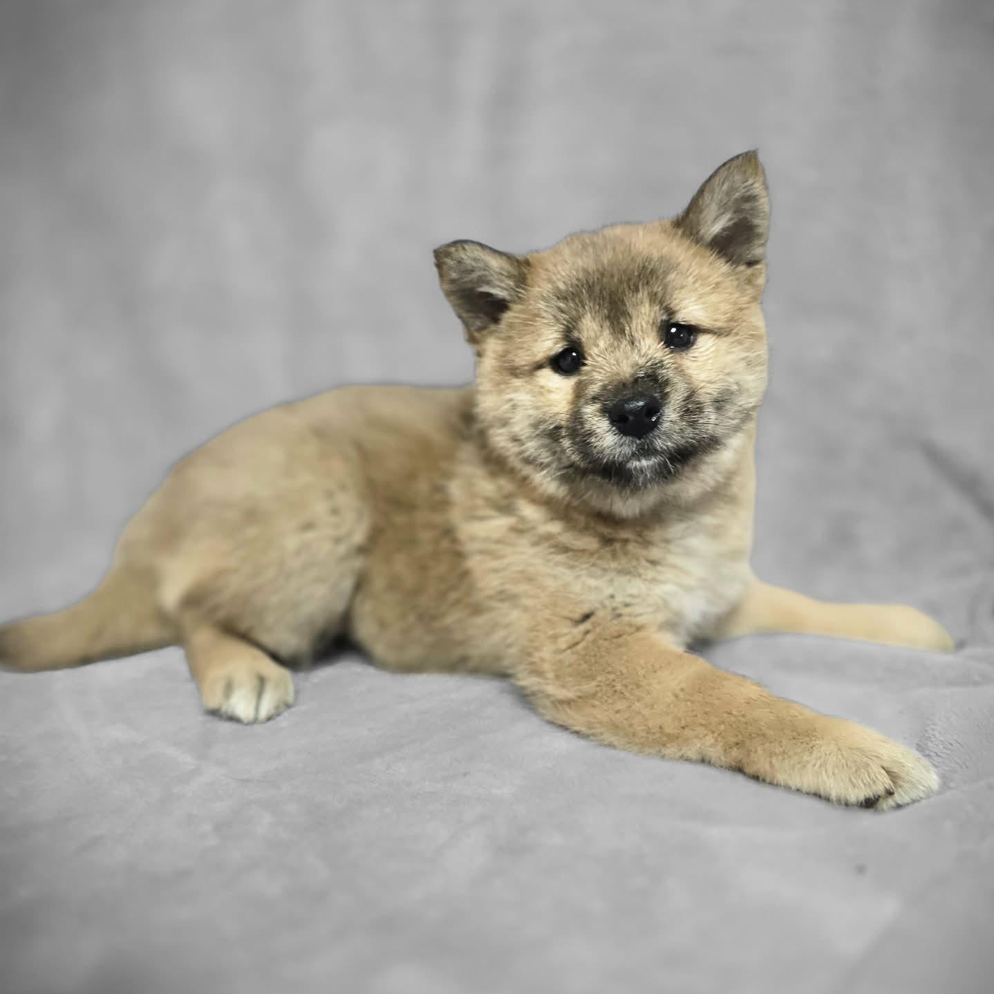 Sake Taking Applications