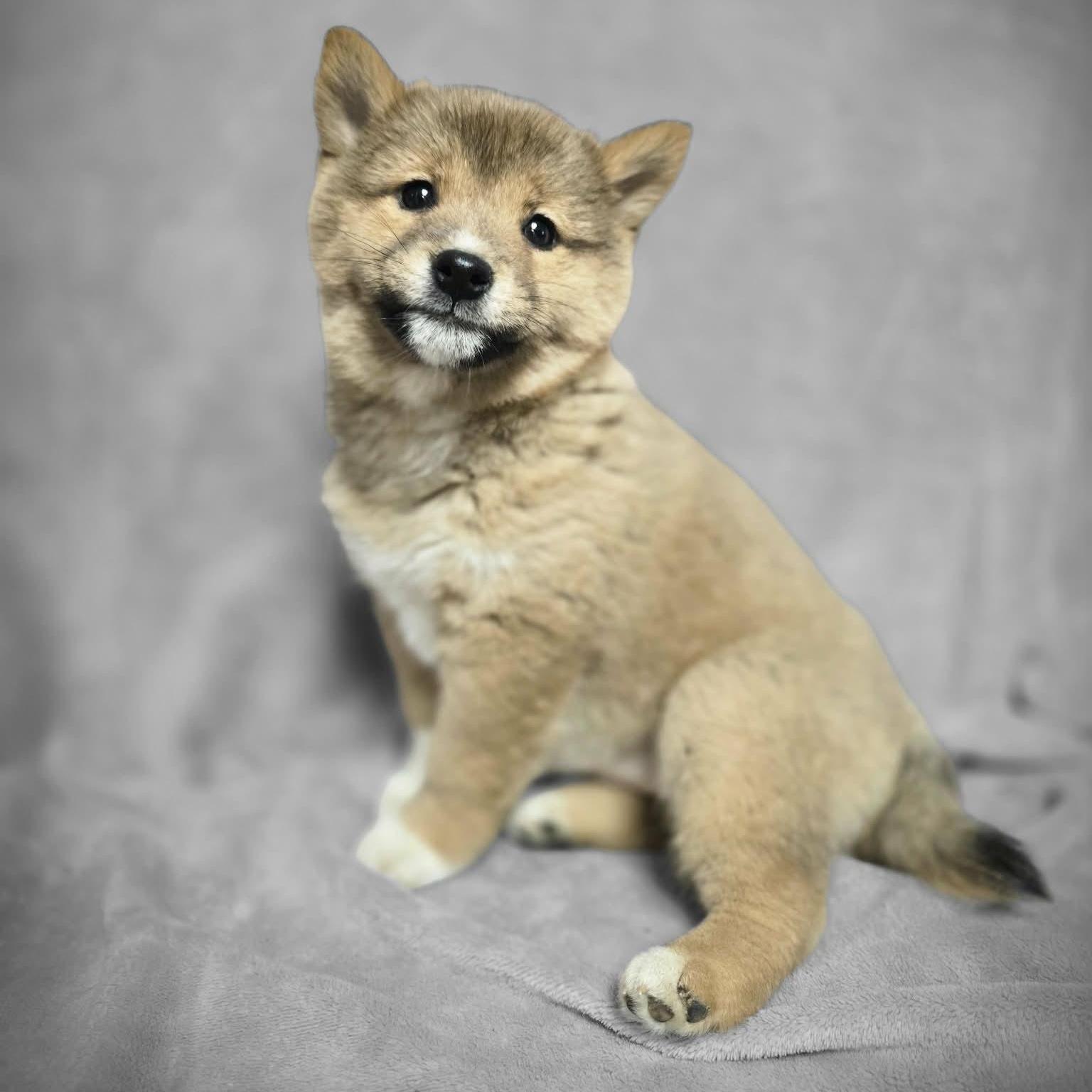 Sesame Taking Applications