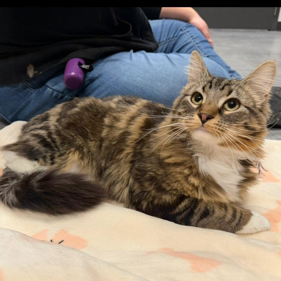 Snow Bonded With Strudel