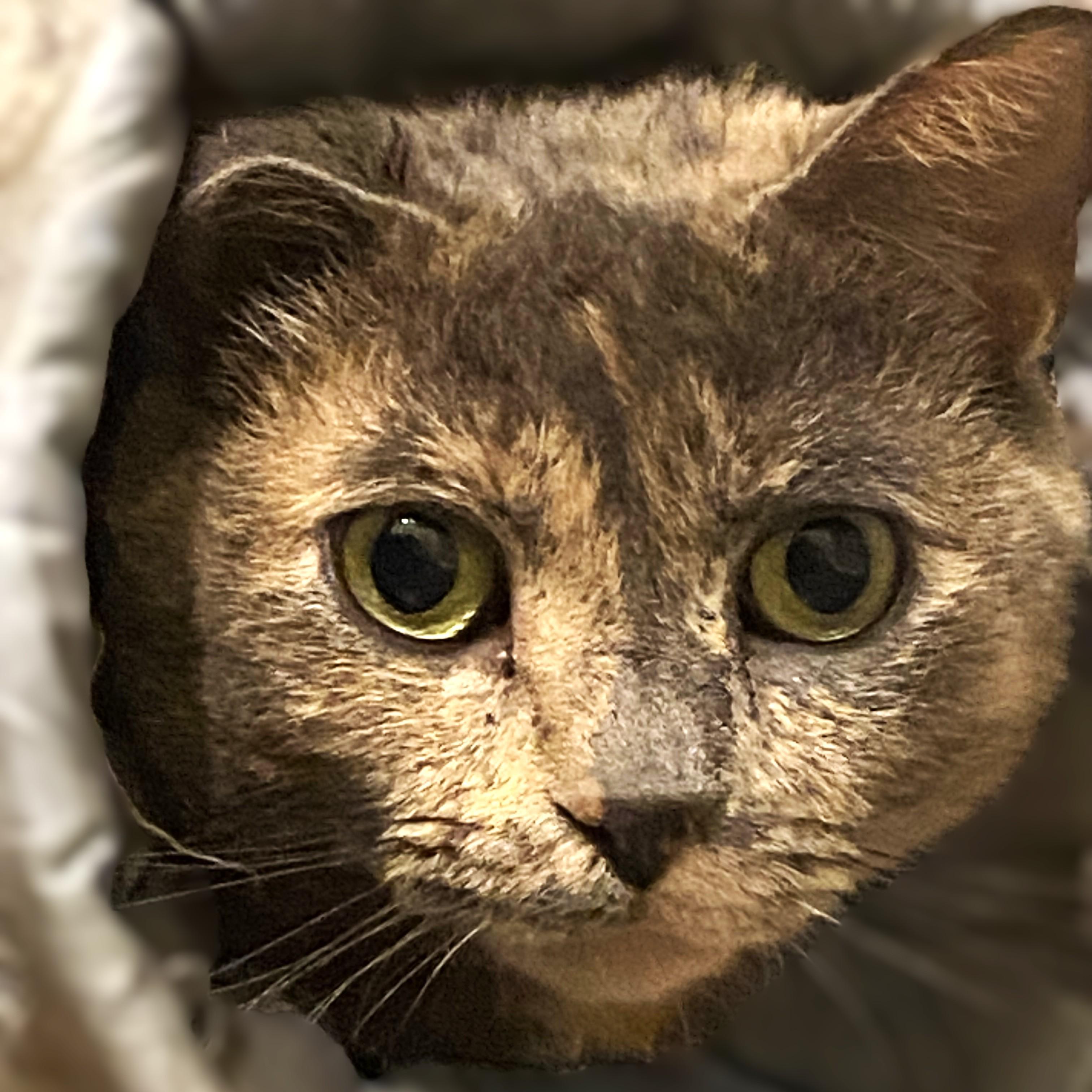 Dixie Courtesy Listing