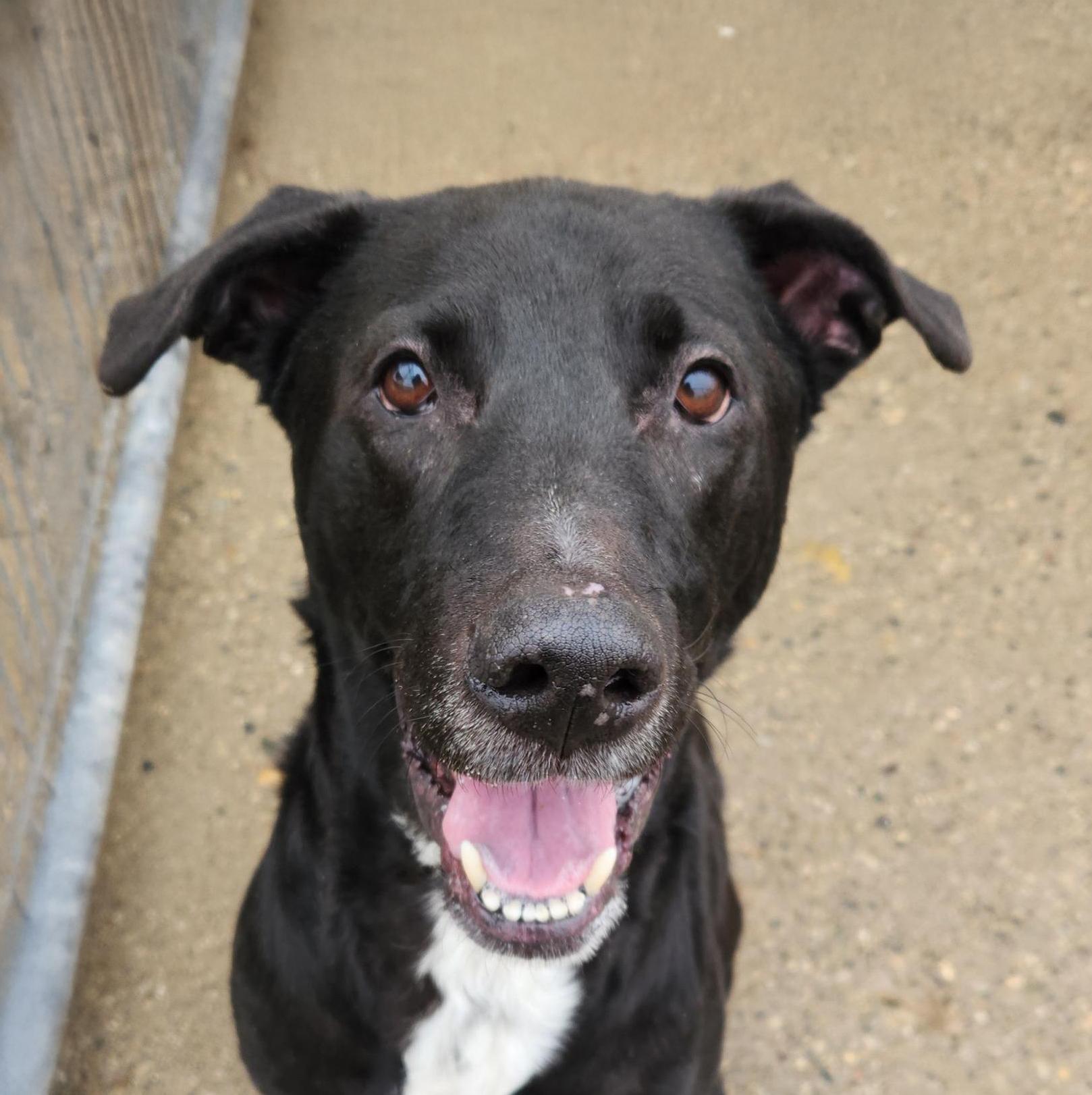 Slick Needs A Forever