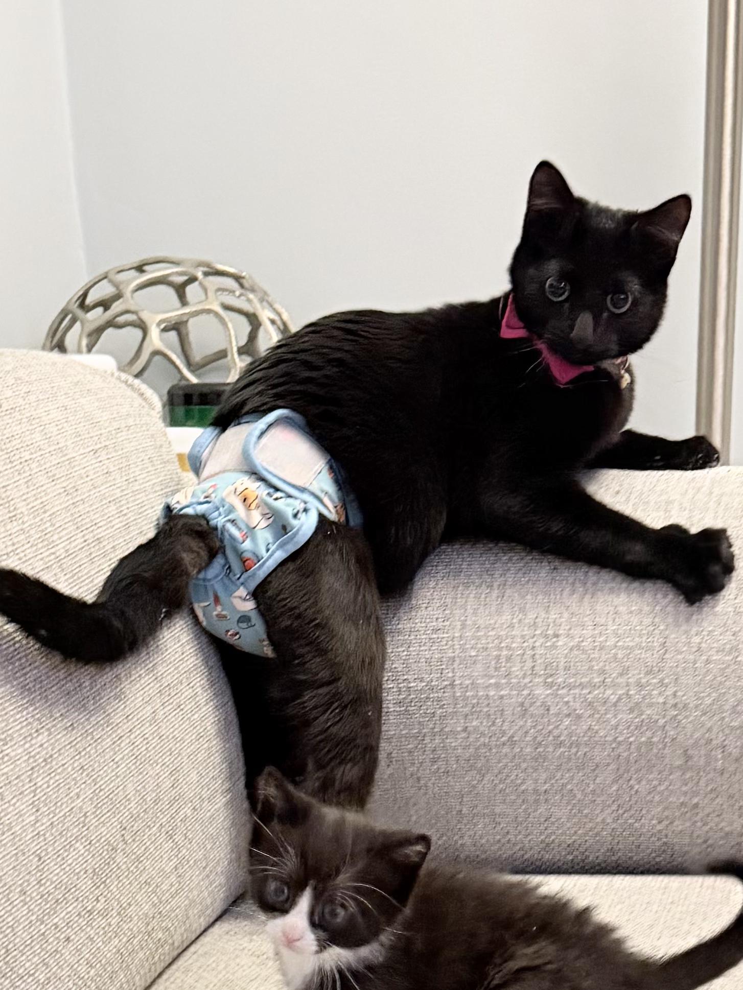 Slinky | Differently Abled