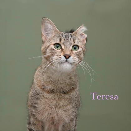 Teresa