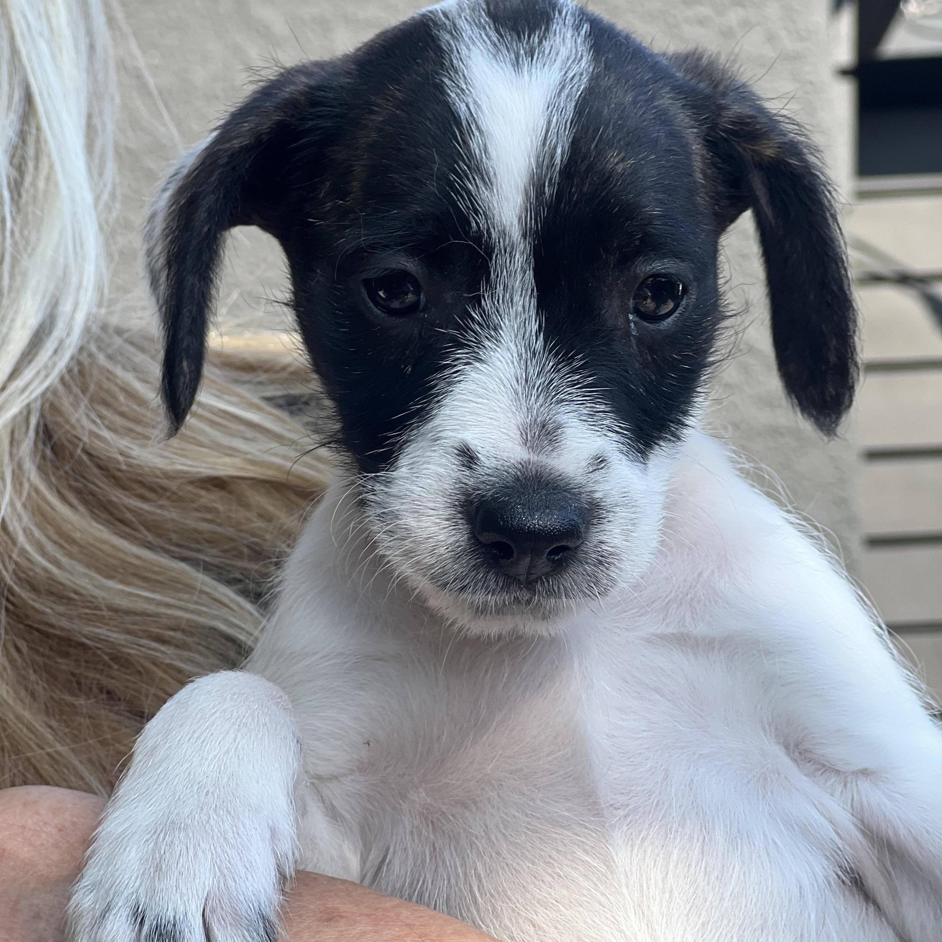 Scarlet~ Pound Doodle