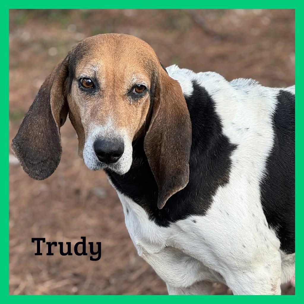 Trudy