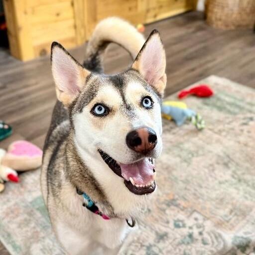 Bailee Bandit Stealing Hearts