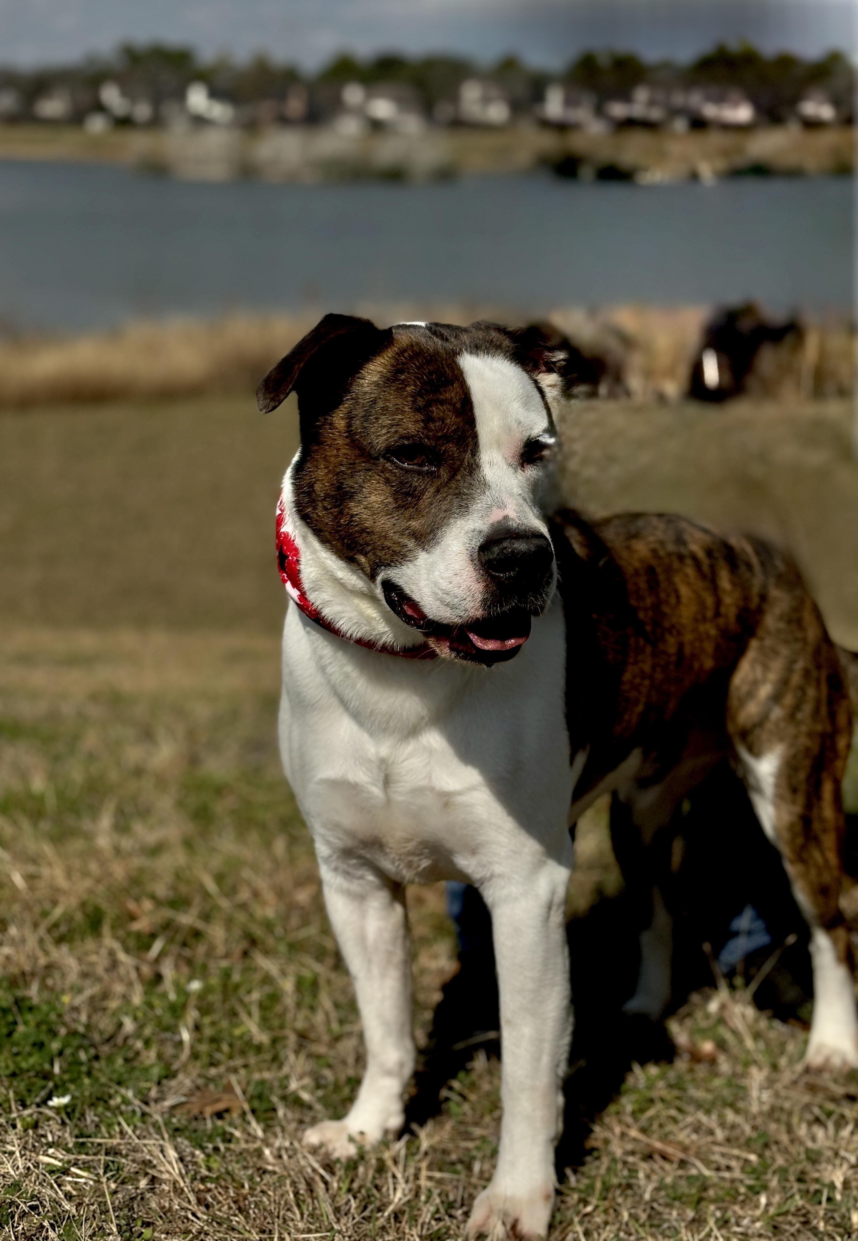 Merrick Gorgeous Boy