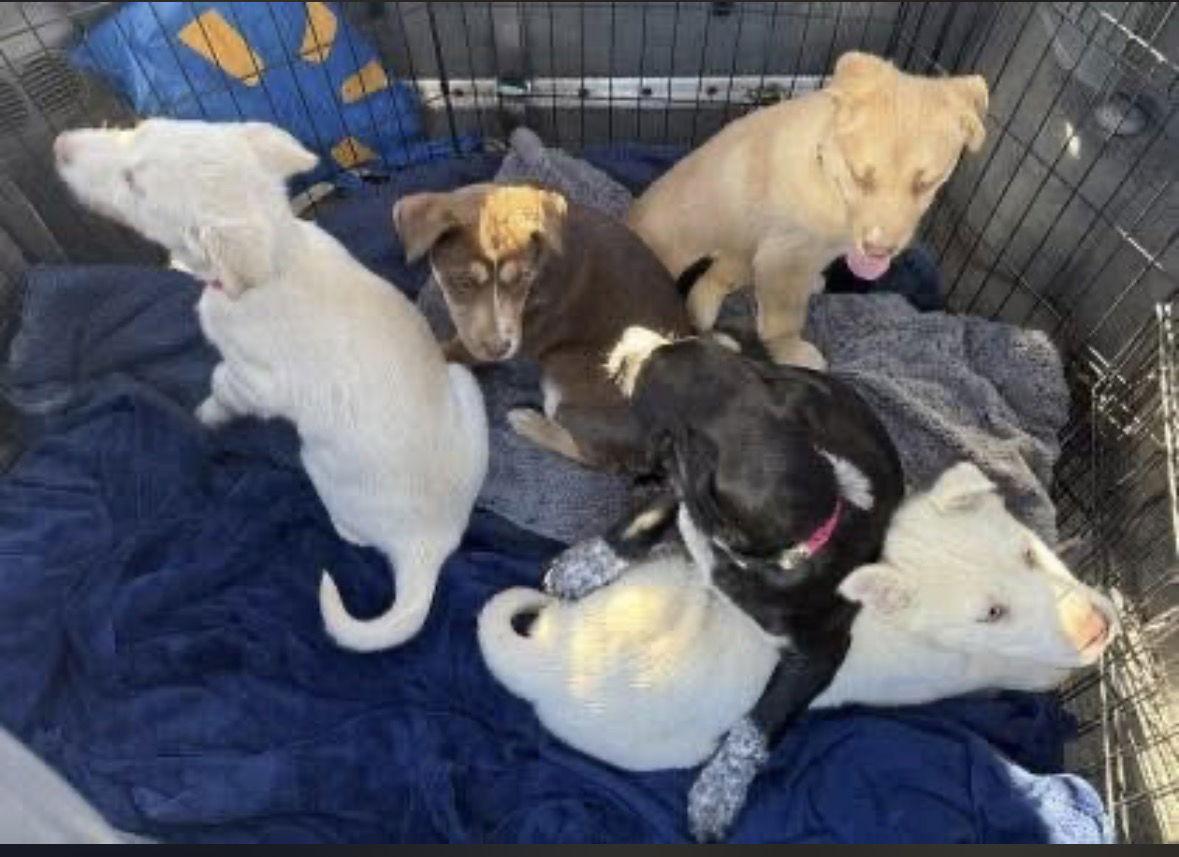 Lab Mix Puppies