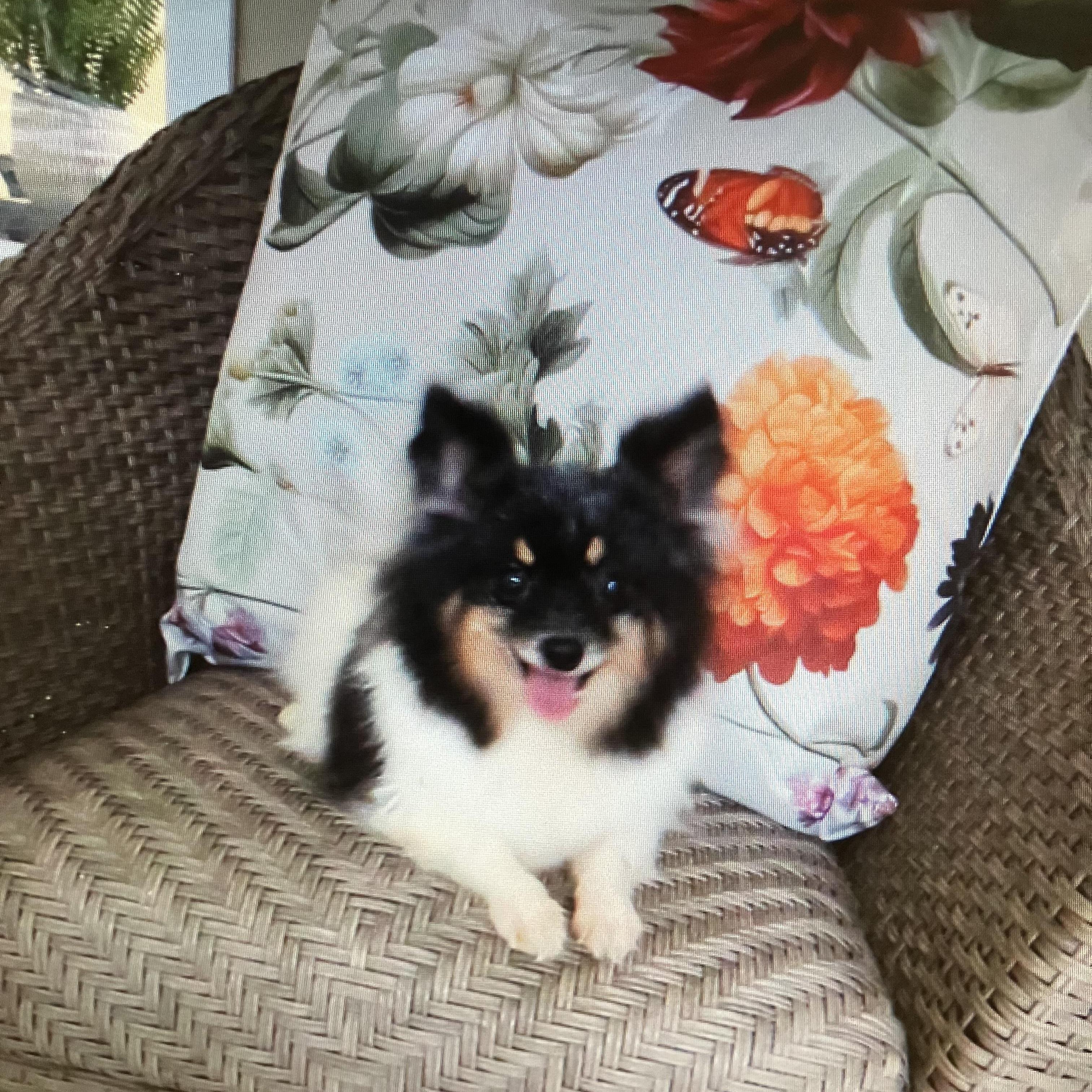 Carly Popspunky Monkey!