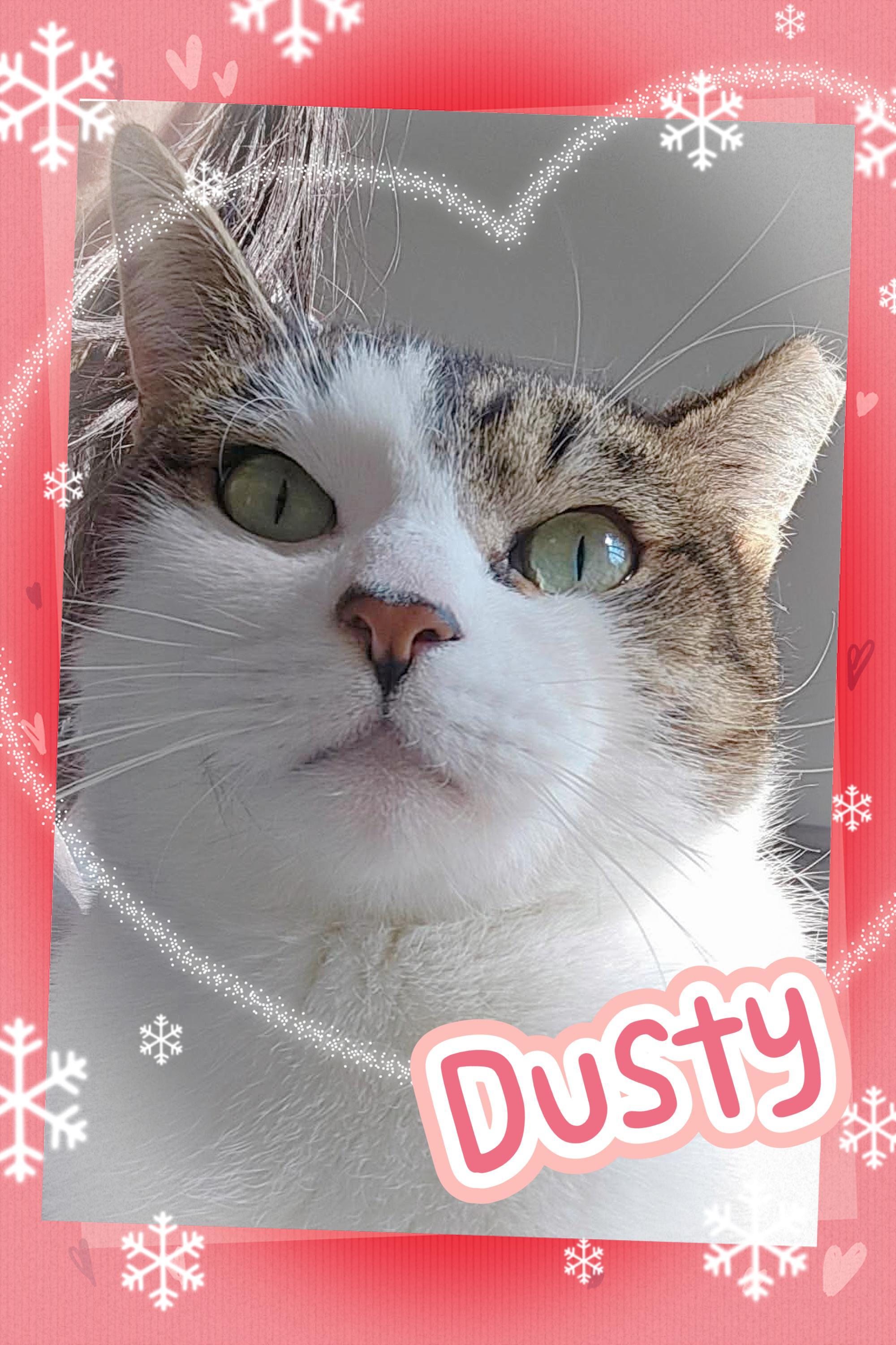 Dusty