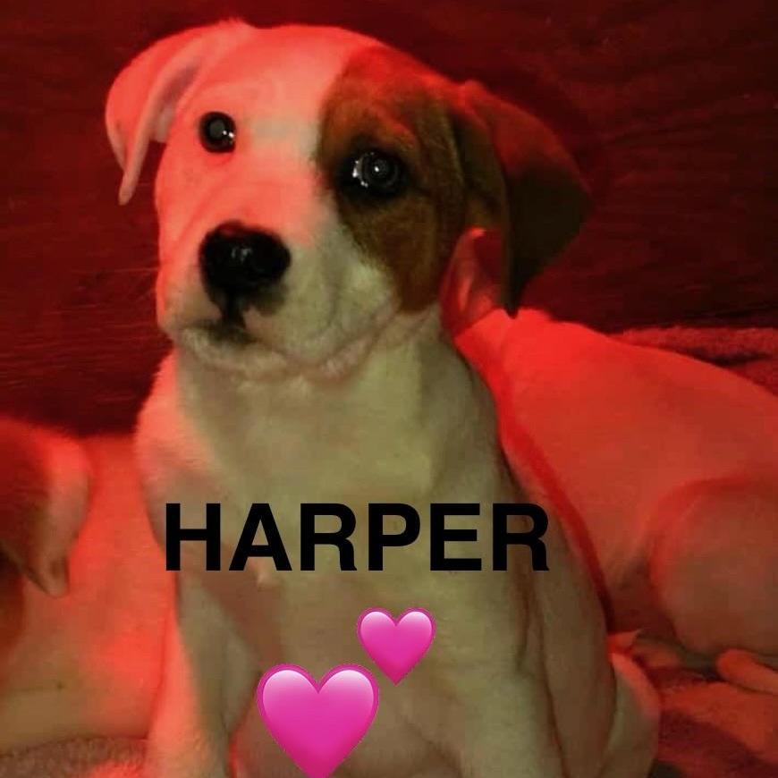 Harper