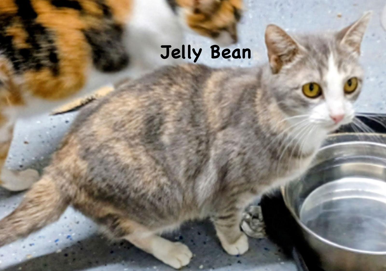 Jelly Bean