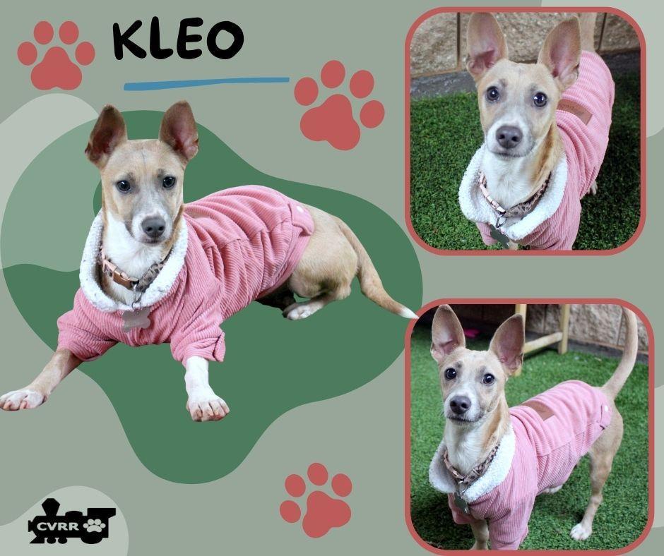 Kleo