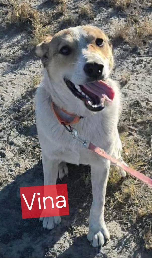 Vina