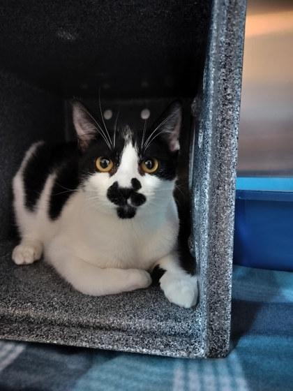 Colonel Harland Sanders