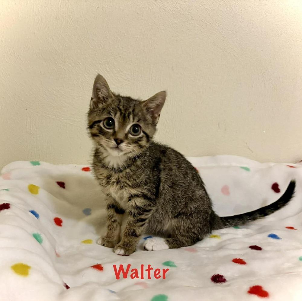 Walter