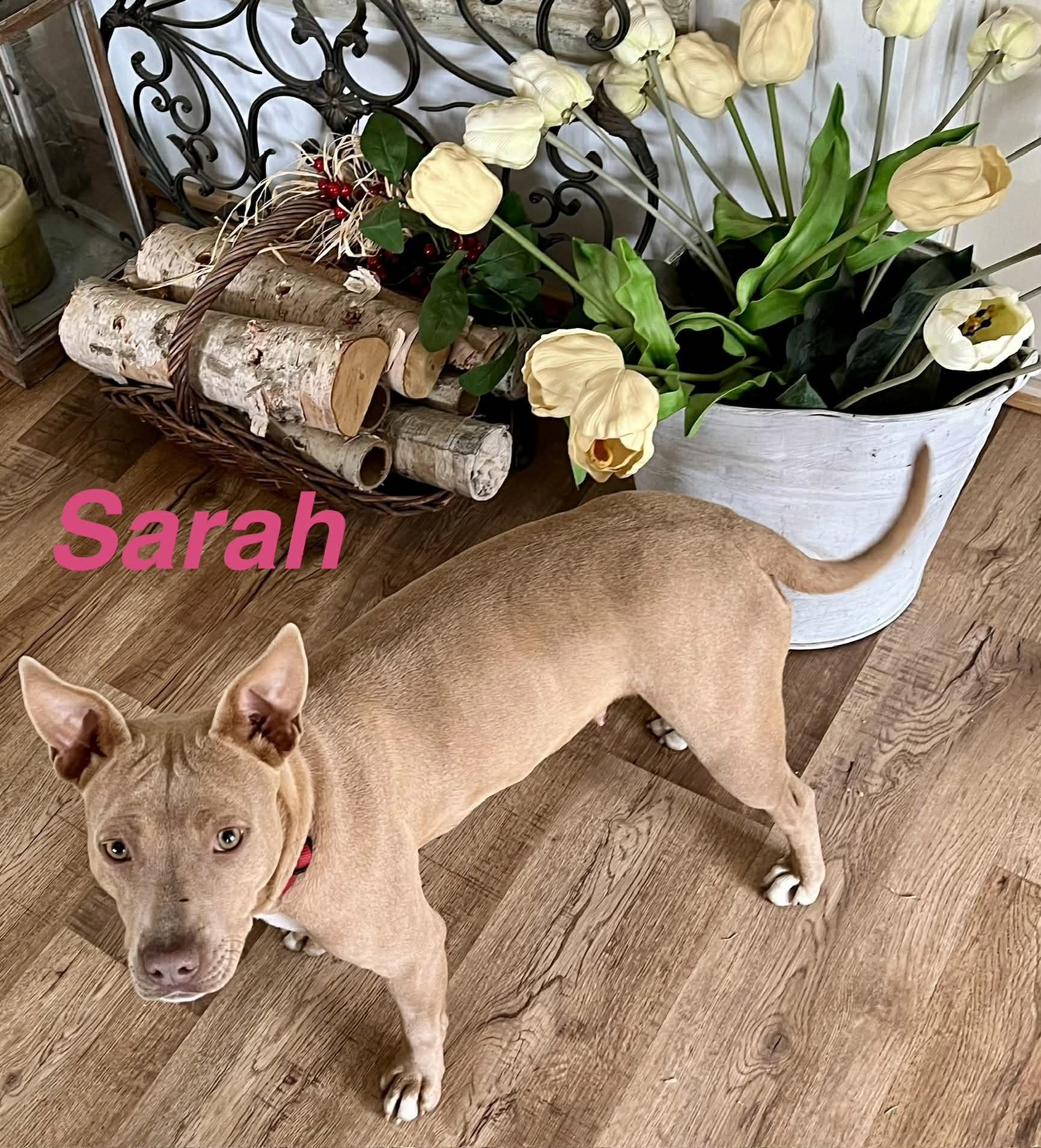 Sarah