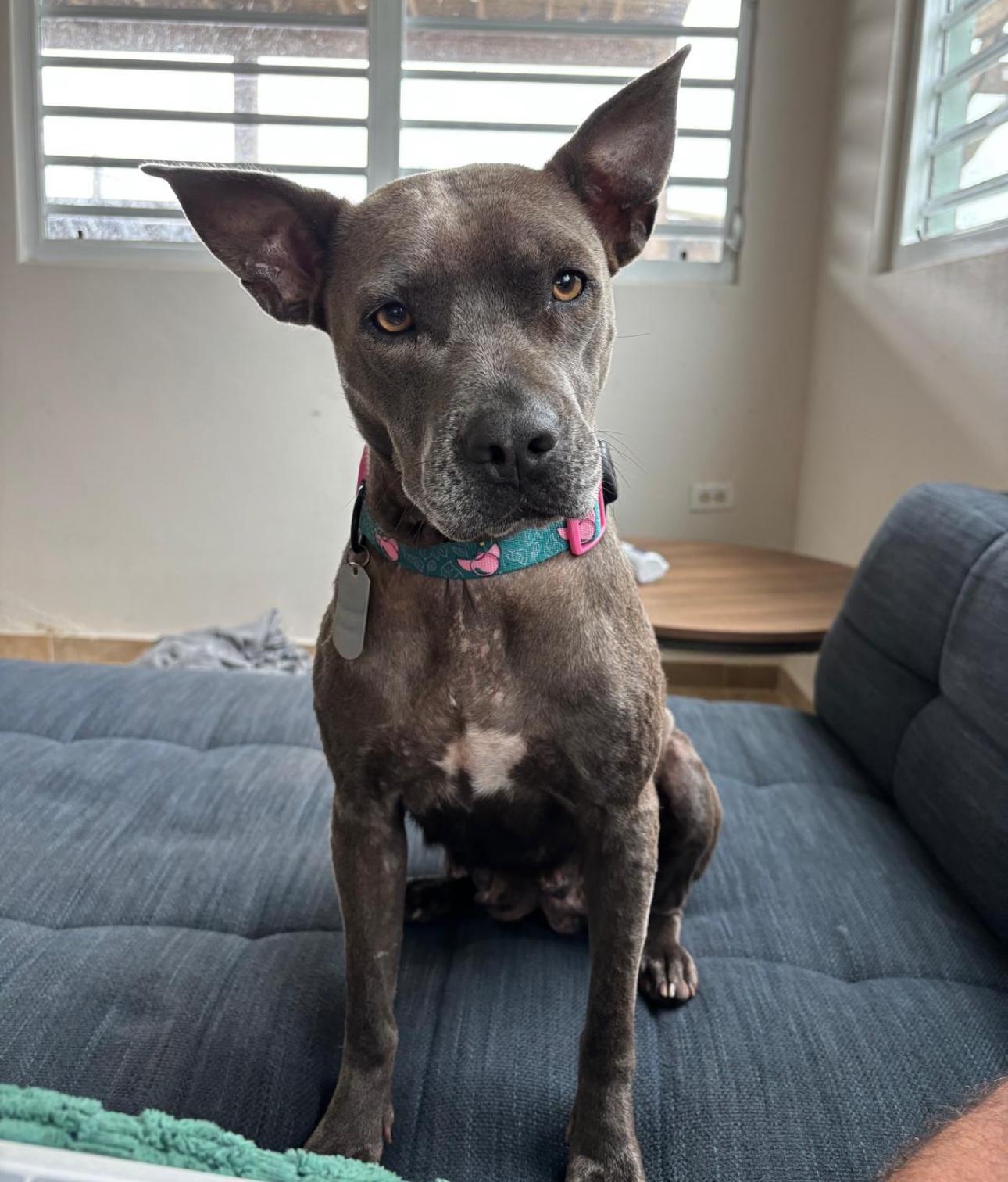 Pattie Easiestbest Dog