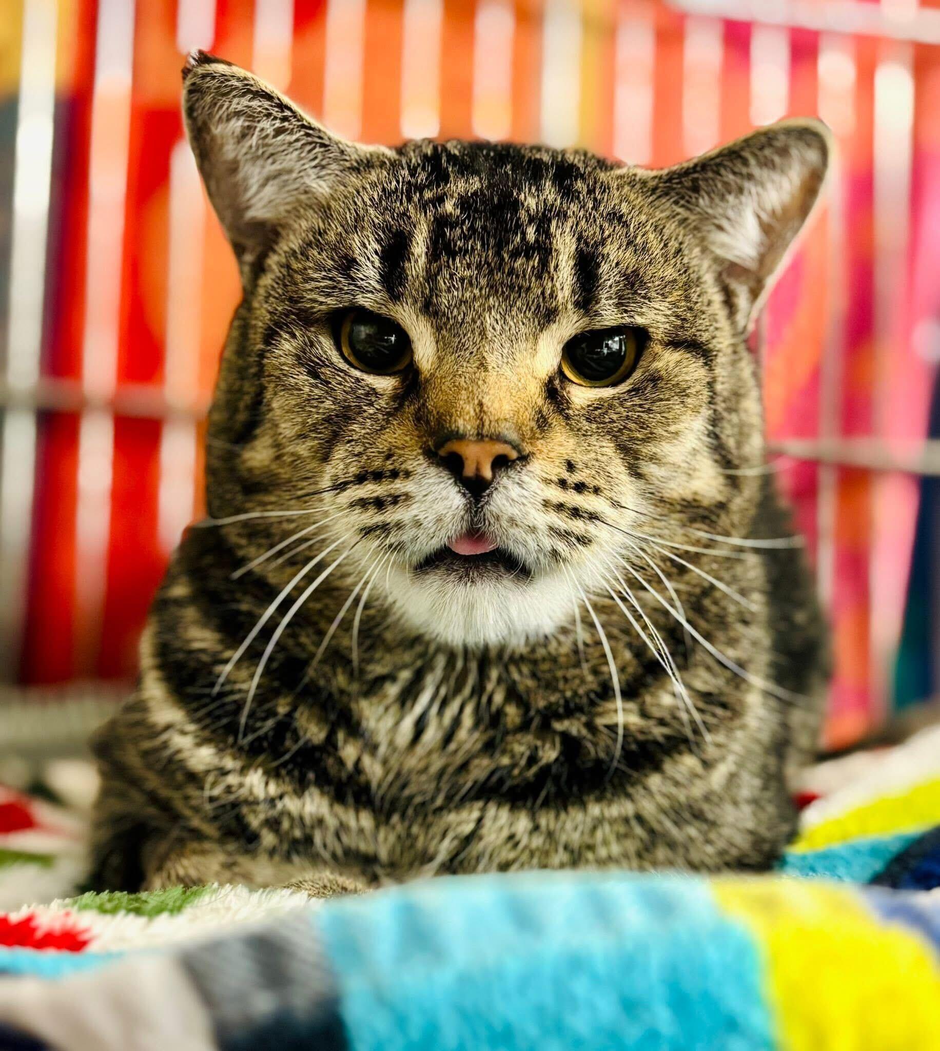 Vermin Supreme Shy Guy