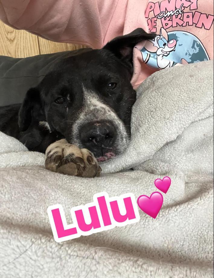 Lulu