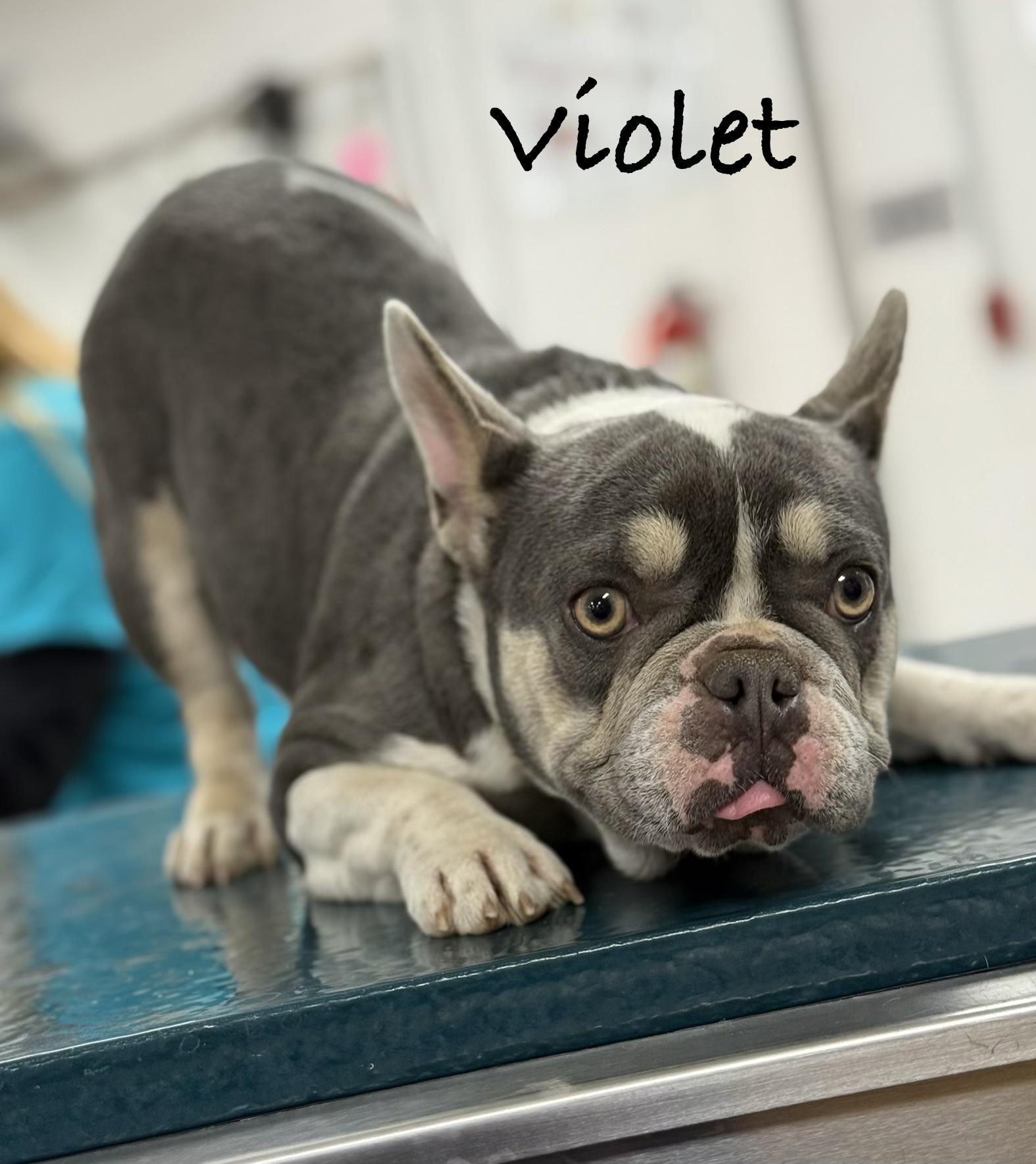 Violet