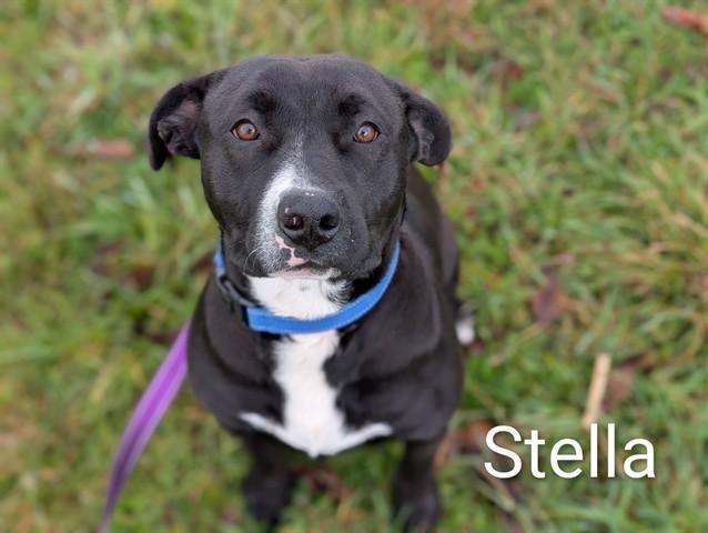 Stella