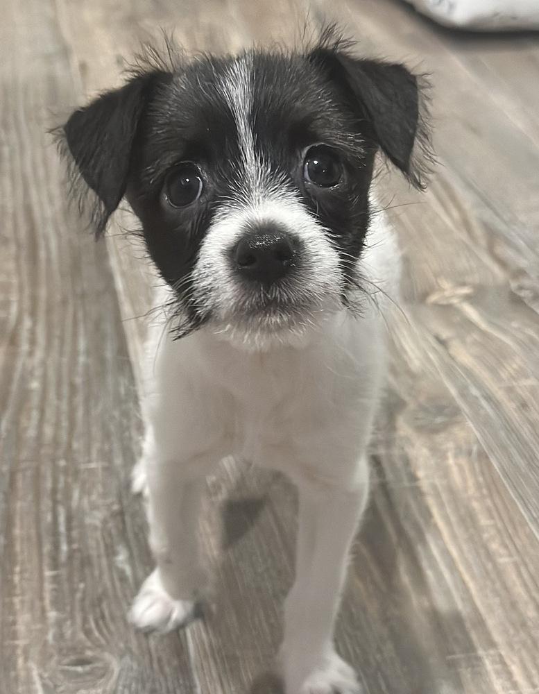 Millie Bob’s Burgers