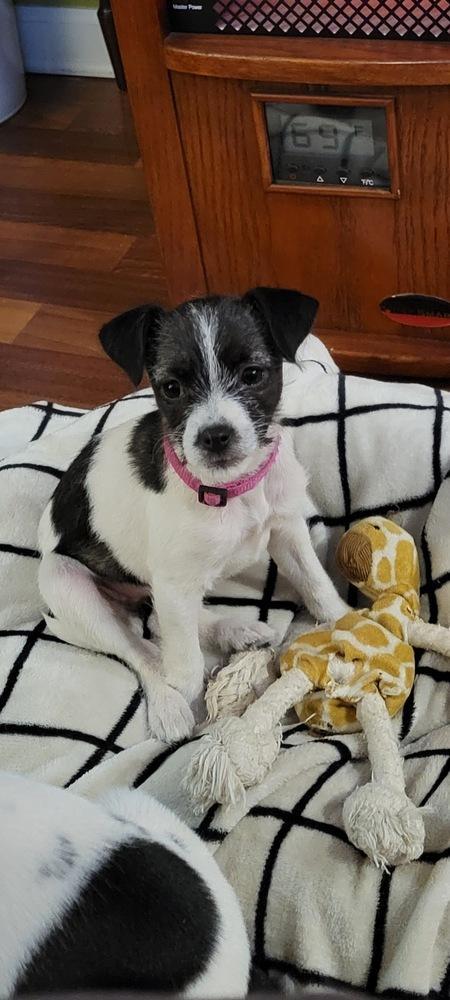 Louise Bob’s Burgers