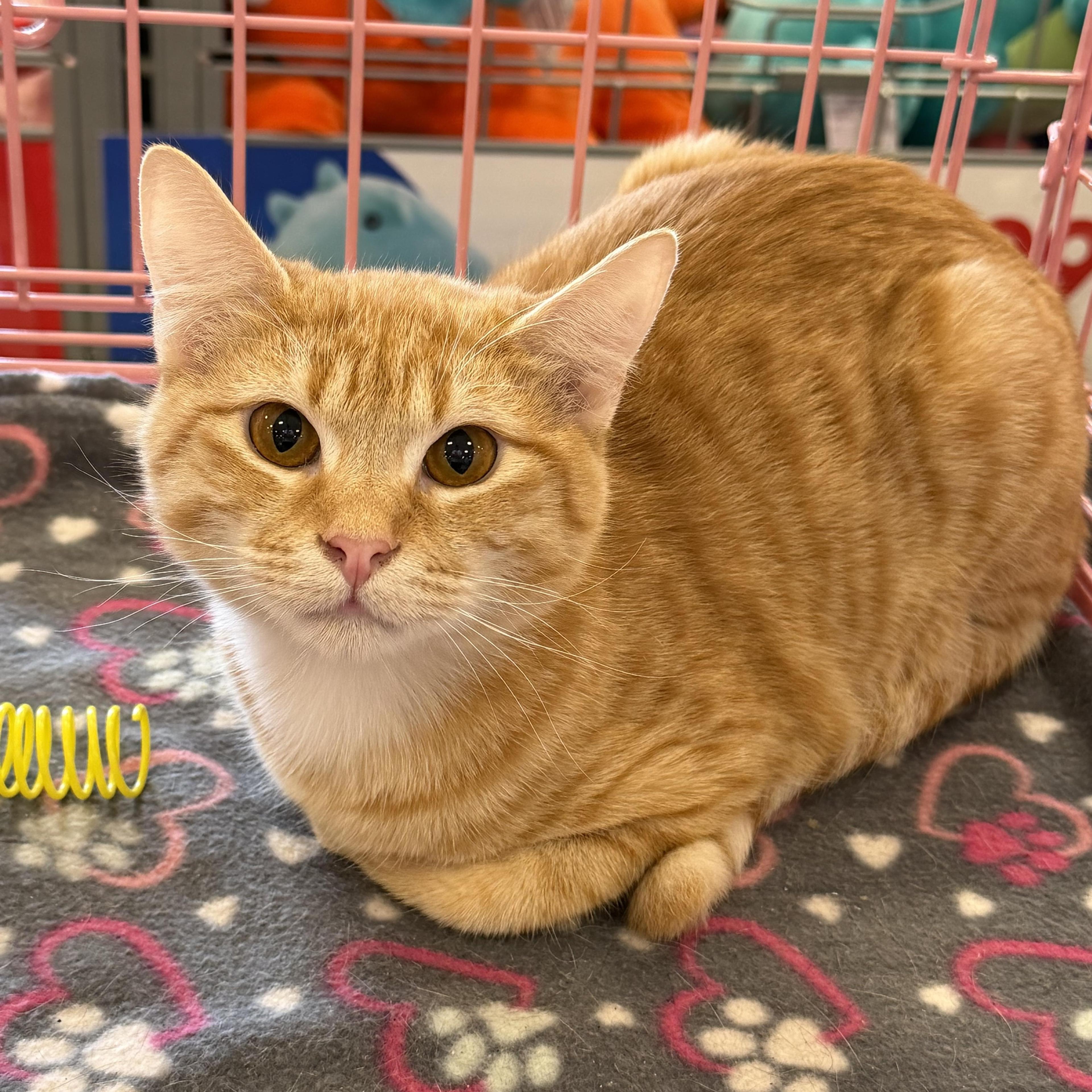 Freeway Org Baby Boy