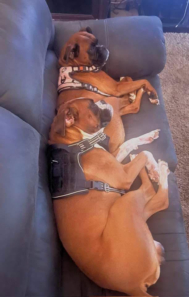 Nala Bonded To Eddie