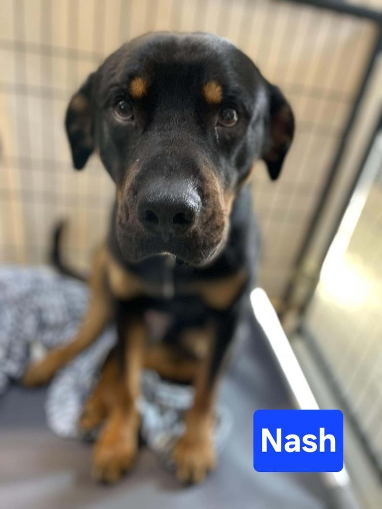 Nash