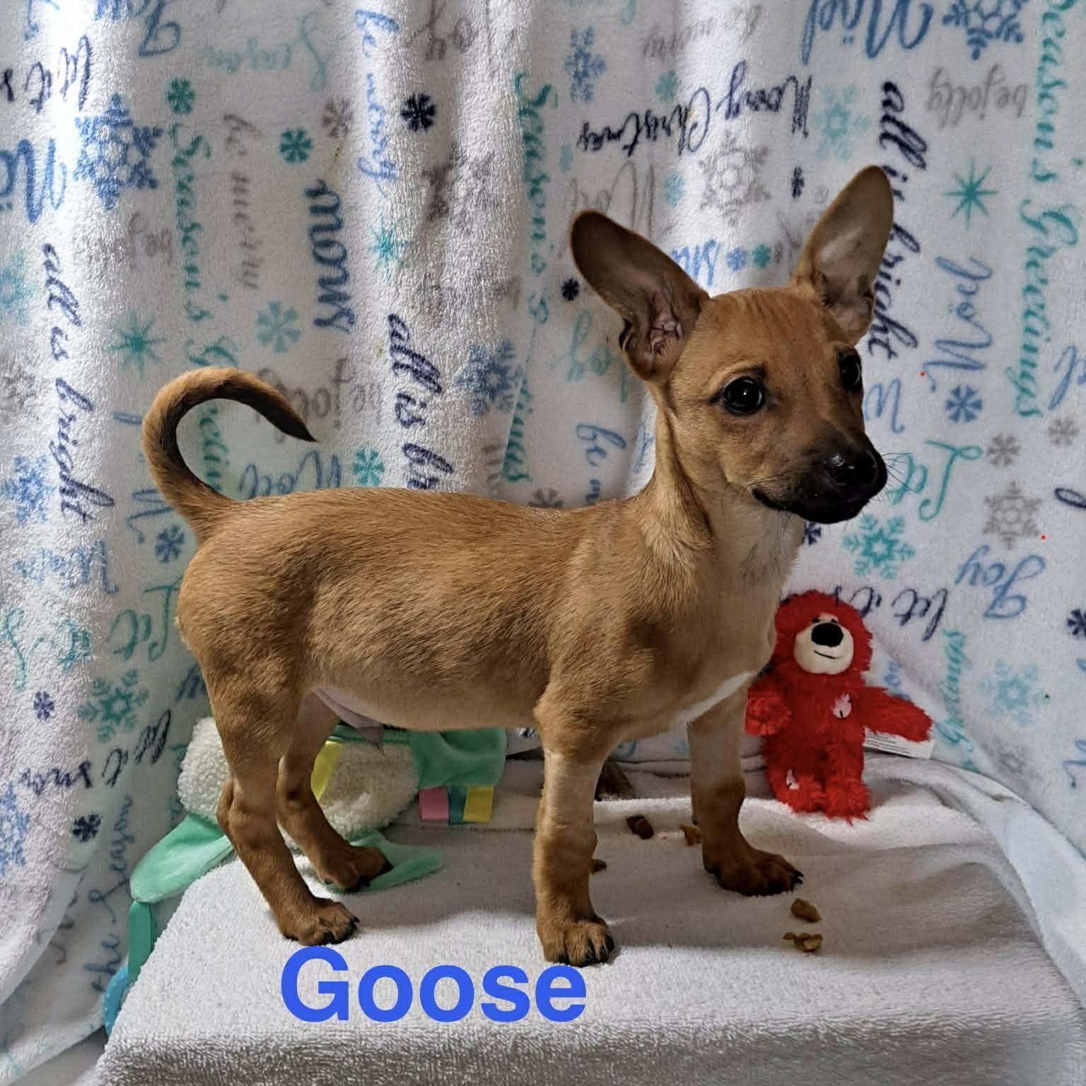 Goose