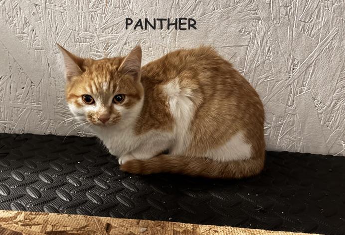 Panther
