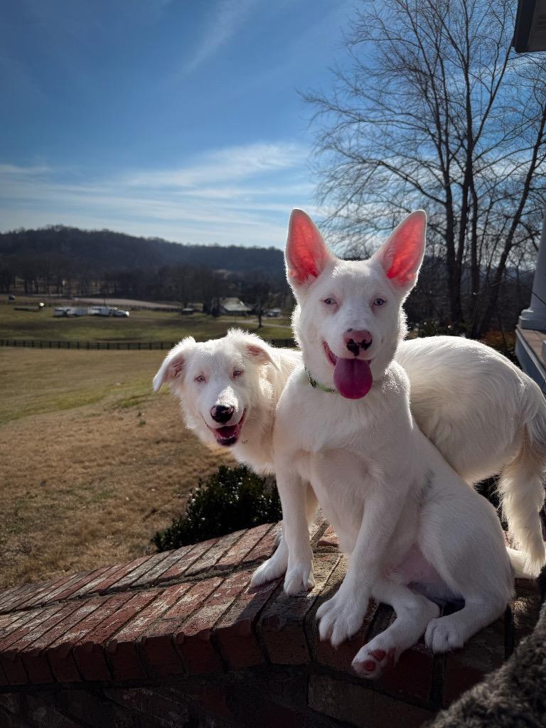 Powder Special Needs