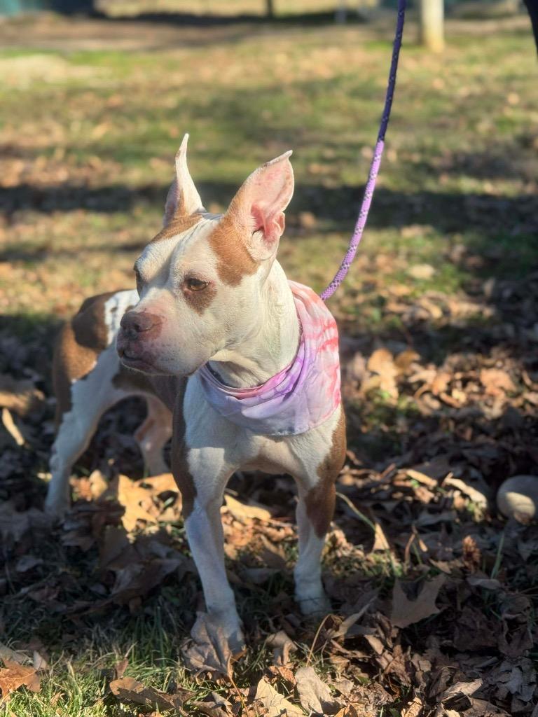 Trixie In Massachusetts