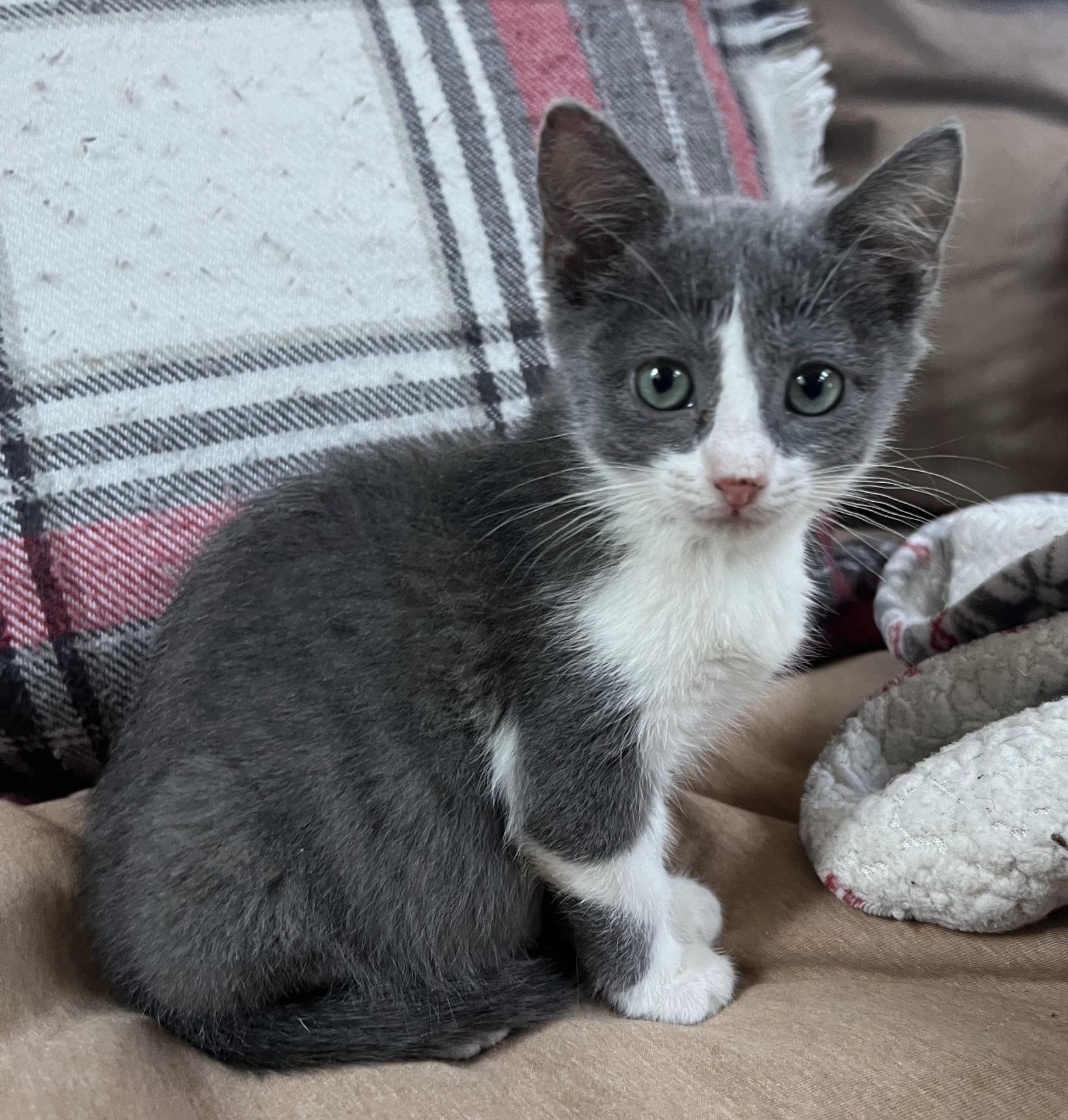 Friedasimply Delicious