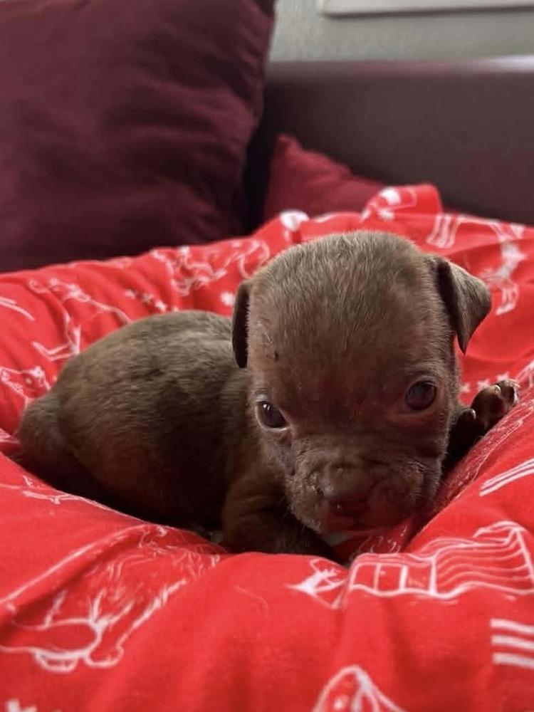 Coffee Puppies : Cup