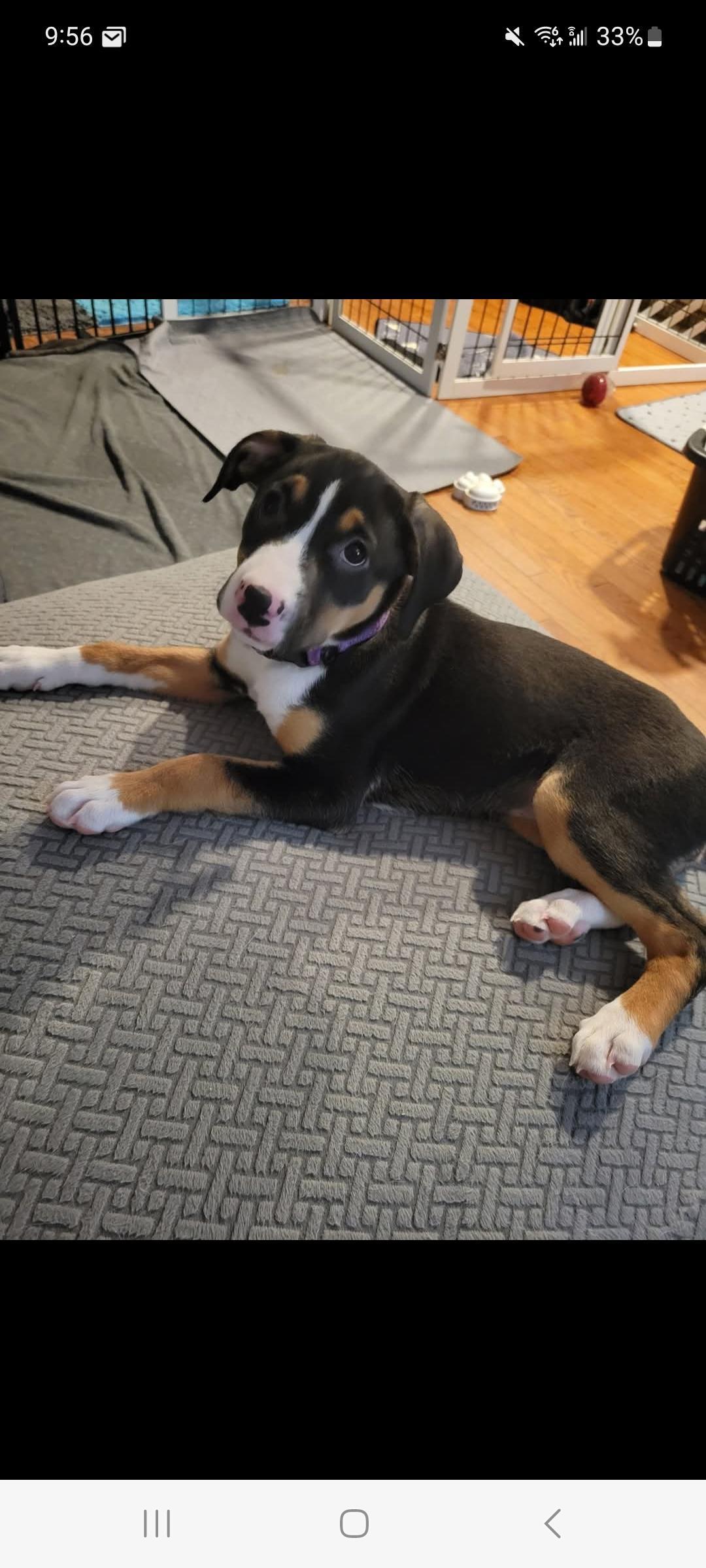 Petunia Perry Litter