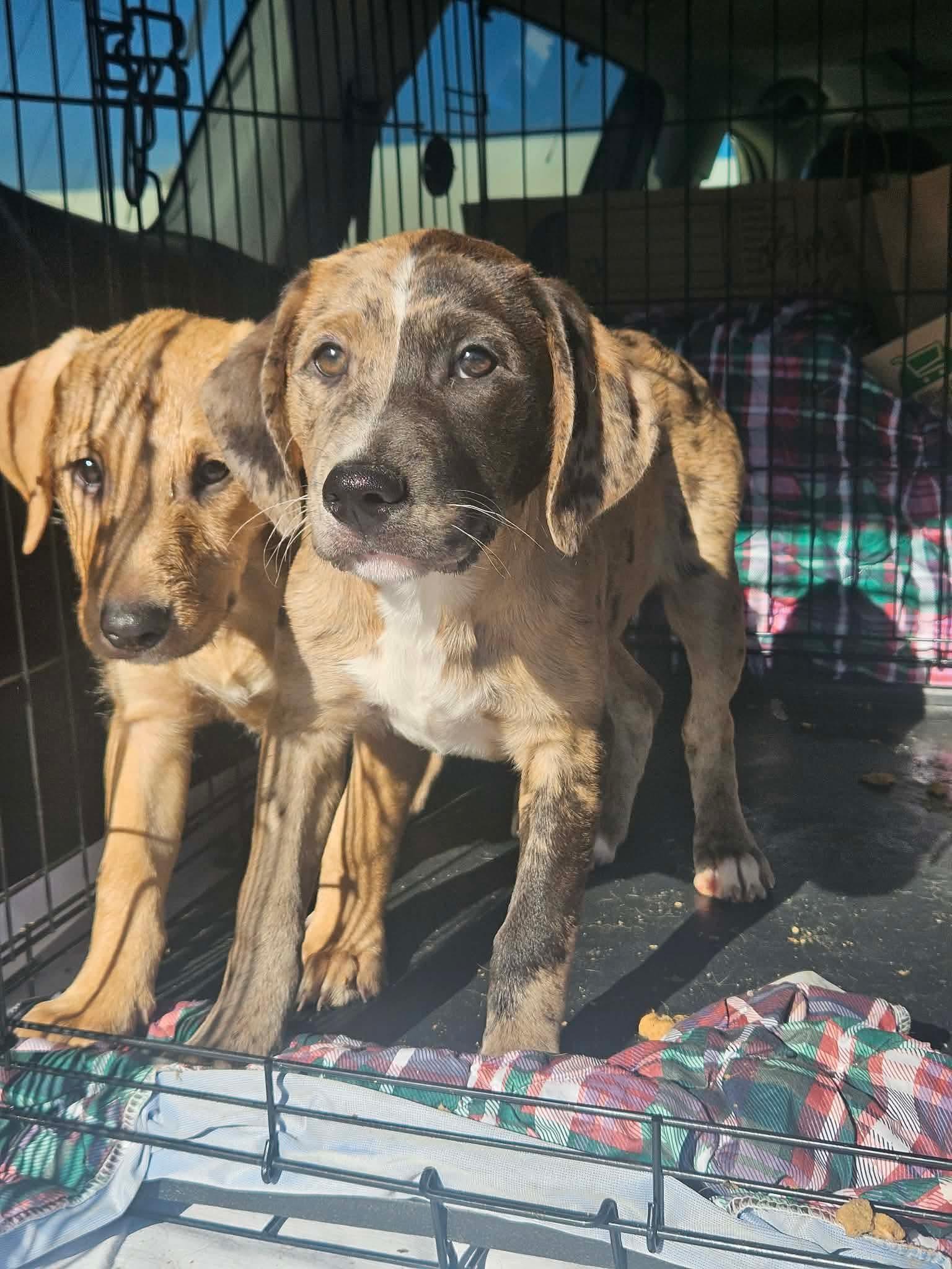 Bubblicious Bubblegum