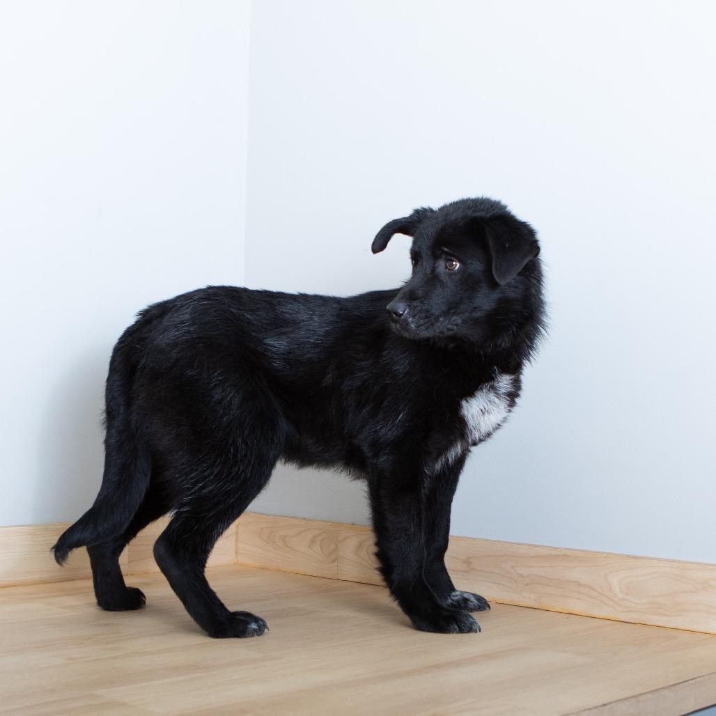 Dakota Megaesophagus D